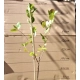 ARONIA na pniu czarna odporna na mróz - sadzonki 100 / 120 cm